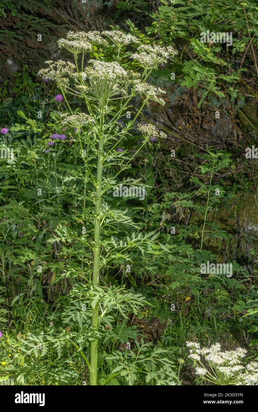 Austrian Ribseed, Pleurospermum austriacum in flower in woodland, Vanoise, French Alps. Stock Photo