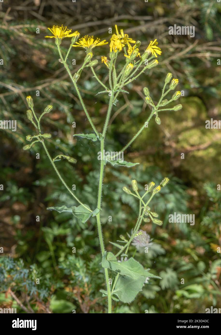 Rough-leaved Hawkweed, Hieracium prenanthoides, in flower in woodland, French Alps. Stock Photo