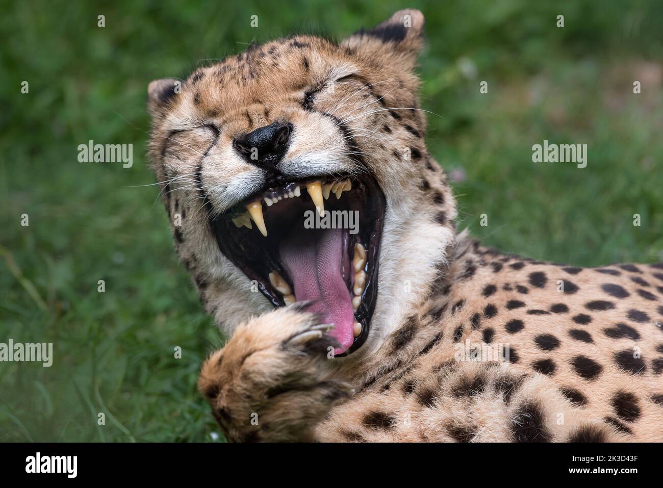 Cheetah yawning Stock Photo