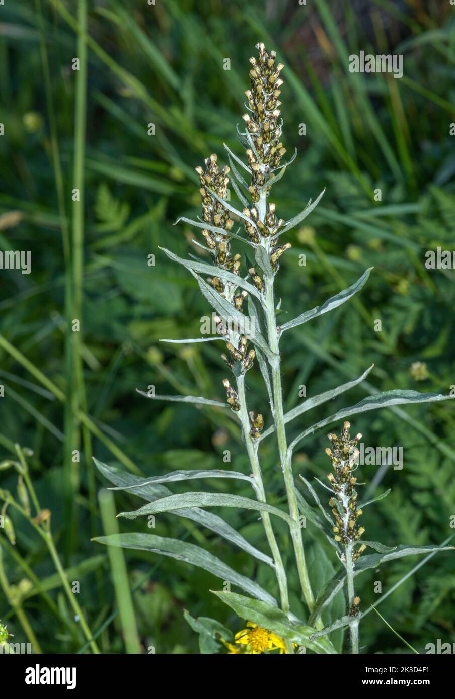 Highland cudweed, Omalotheca norvegica, (Gnaphalium norvegicum) in flower in mountain grassland. Stock Photo