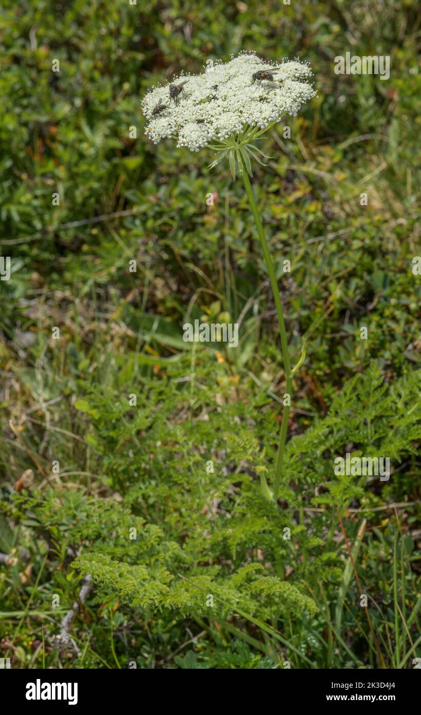 Haller's sermountain, Laserpitium halleri in flower in the French Alps. Stock Photo