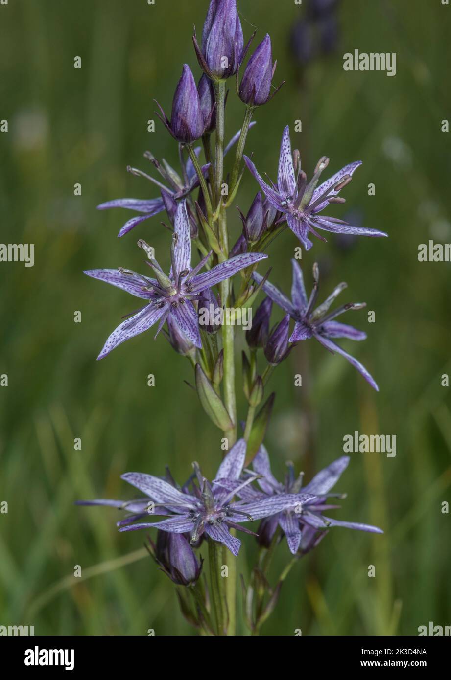 Marsh Felwort, Swertia perennis, in flower in alpine bog, Vanoise, French Alps. Stock Photo