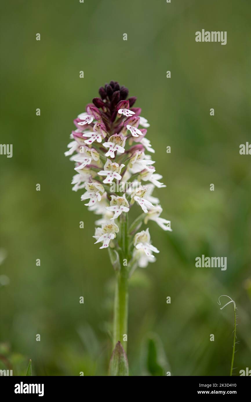 Burnt Tip Orchid: Orchis ustulata. Sussex, May Stock Photo