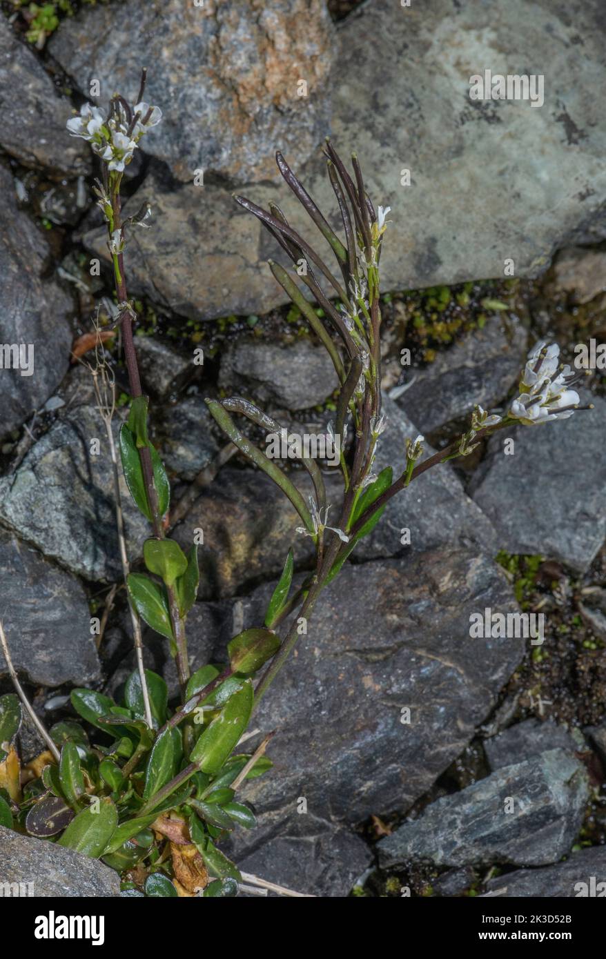 A rock-cress, Arabis soyeri subsp. subcoriacea, in flower in the French Alps. Stock Photo