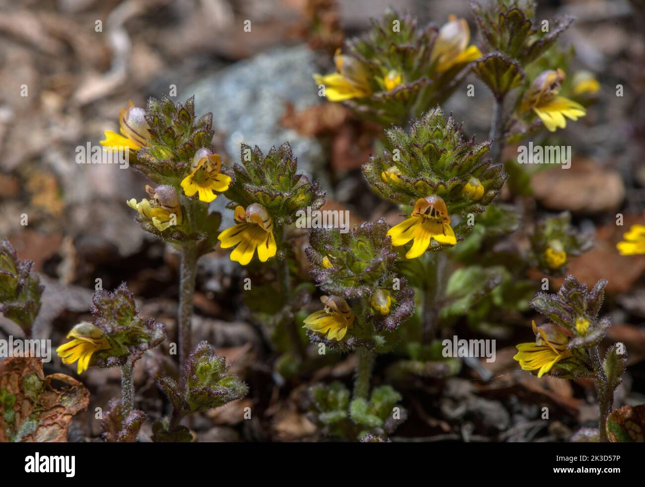Dwarf Eyebright, Euphrasia minima, yellow form, in flower in high-altitude acidic scree, Italian Alps. Stock Photo