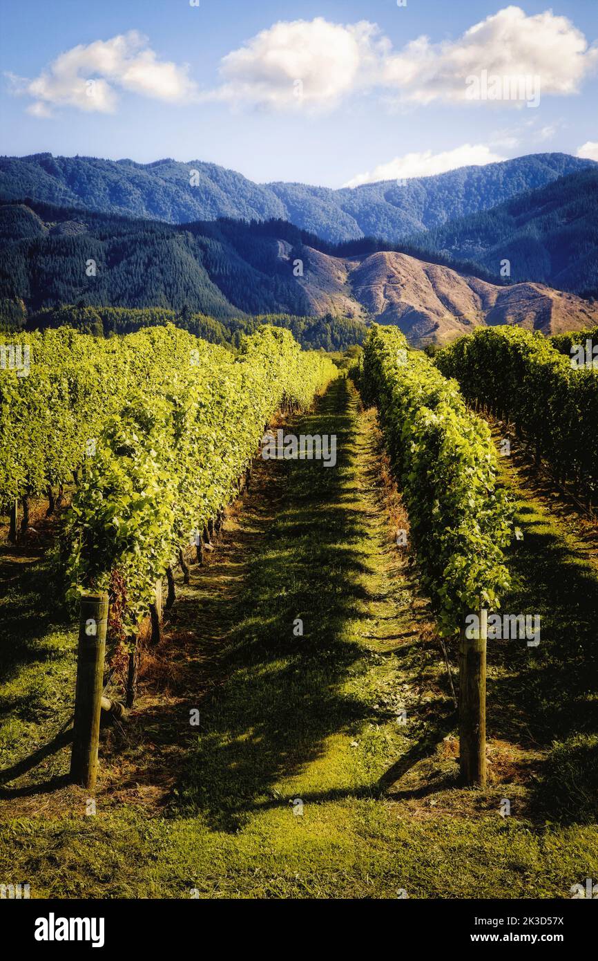 The vineyards of the Marlborough Region in New Zealand. Stock Photo