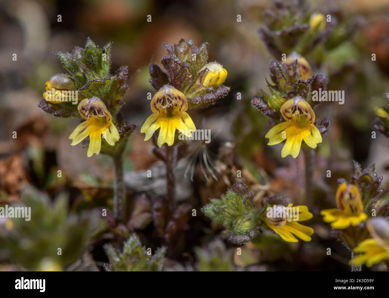 Dwarf Eyebright, Euphrasia minima, yellow form, in flower in high-altitude acidic scree, Italian Alps. Stock Photo
