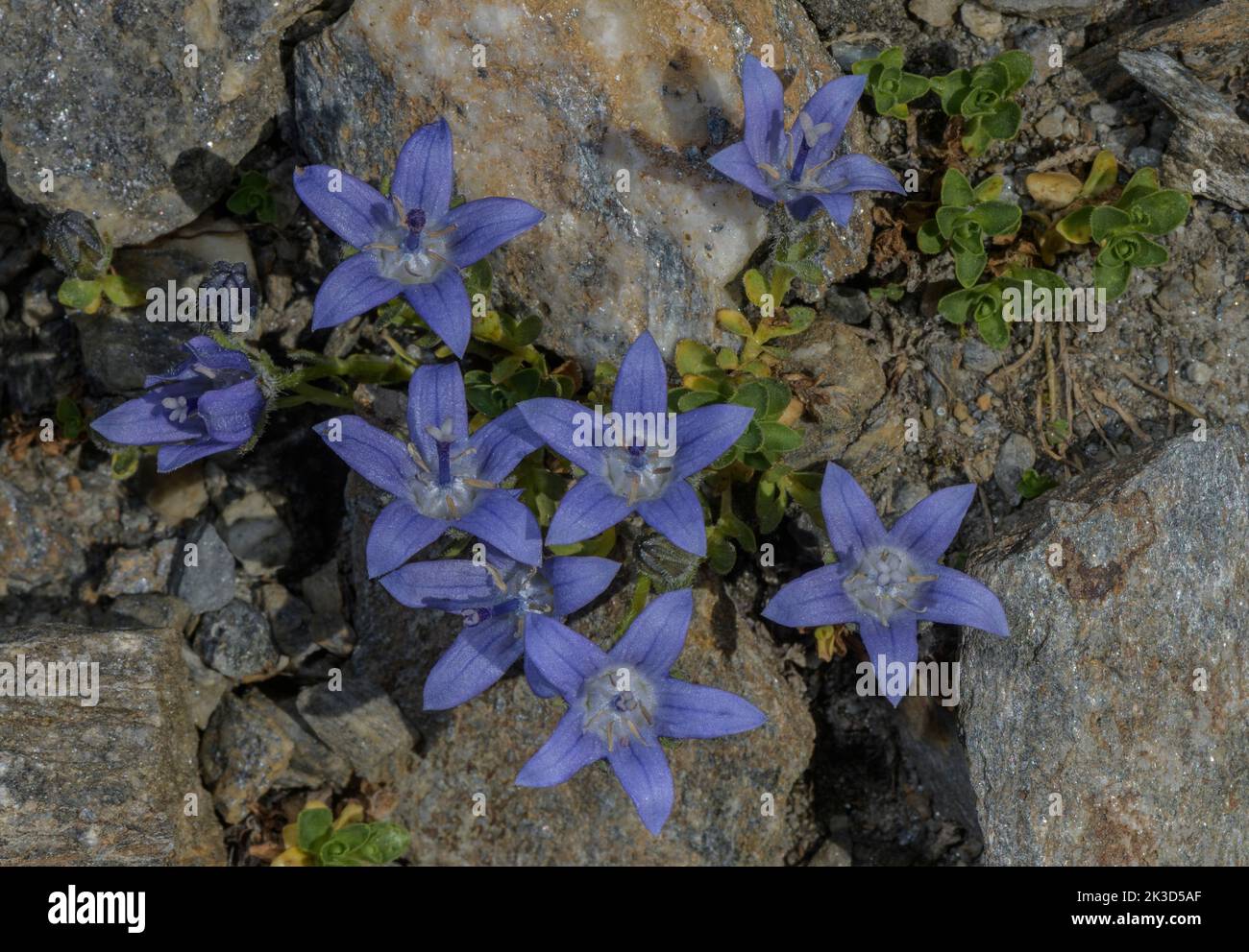 Mt. Cenis Bellflower, Campanula cenisia in flower in the Vanoise National Park, French Alps. Stock Photo
