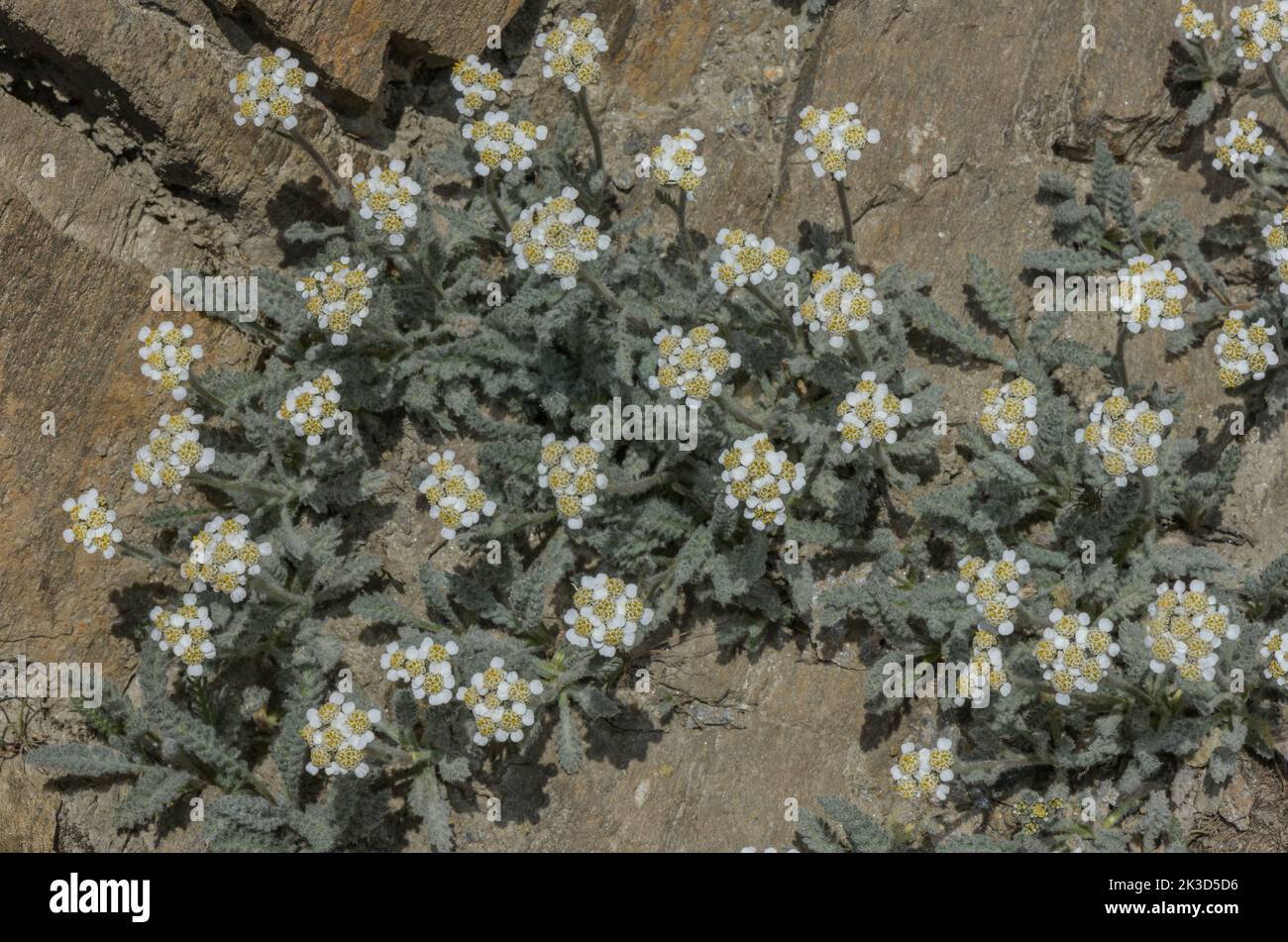 Dwarf Milfoil, Achillea nana, in flower on high alpine scree. French Alps. Stock Photo