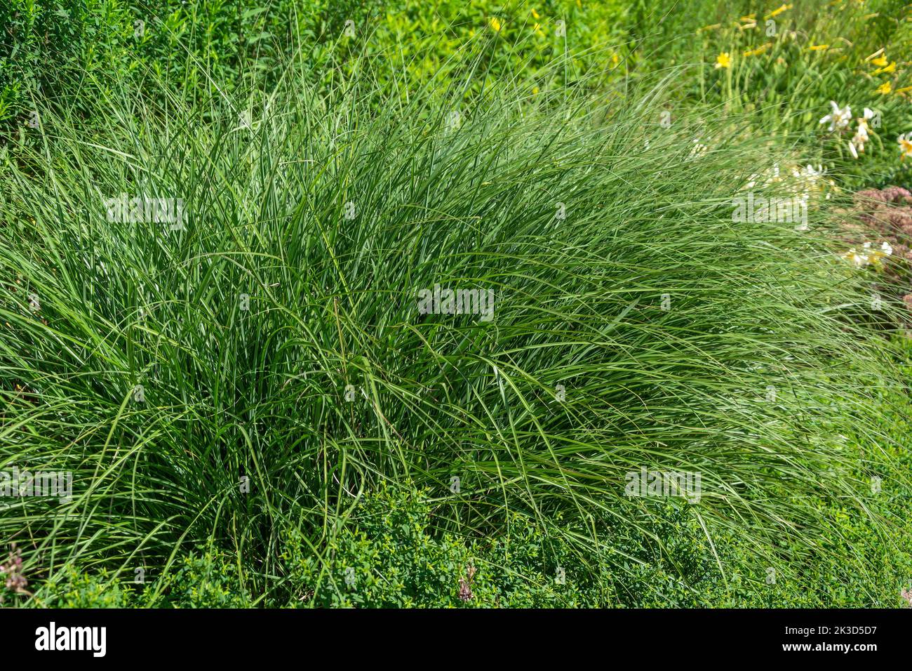 Miscanthus, decorative garden grass for decorating wet areas Stock
