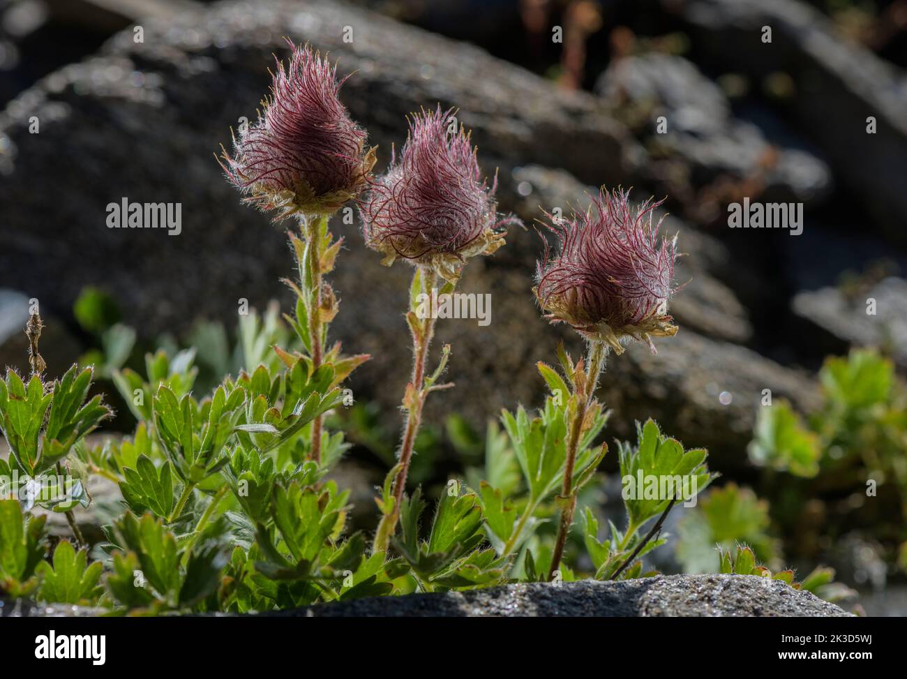 Creeping Avens, Geum reptans in fruit on high altitude scree, French Alps. Stock Photo