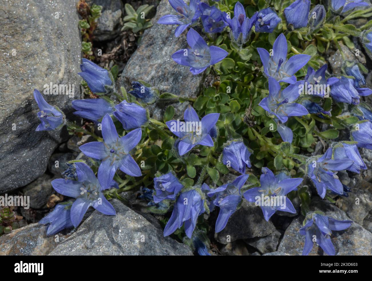 Mt. Cenis Bellflower, Campanula cenisia in flower in the Vanoise National Park, French Alps. Stock Photo