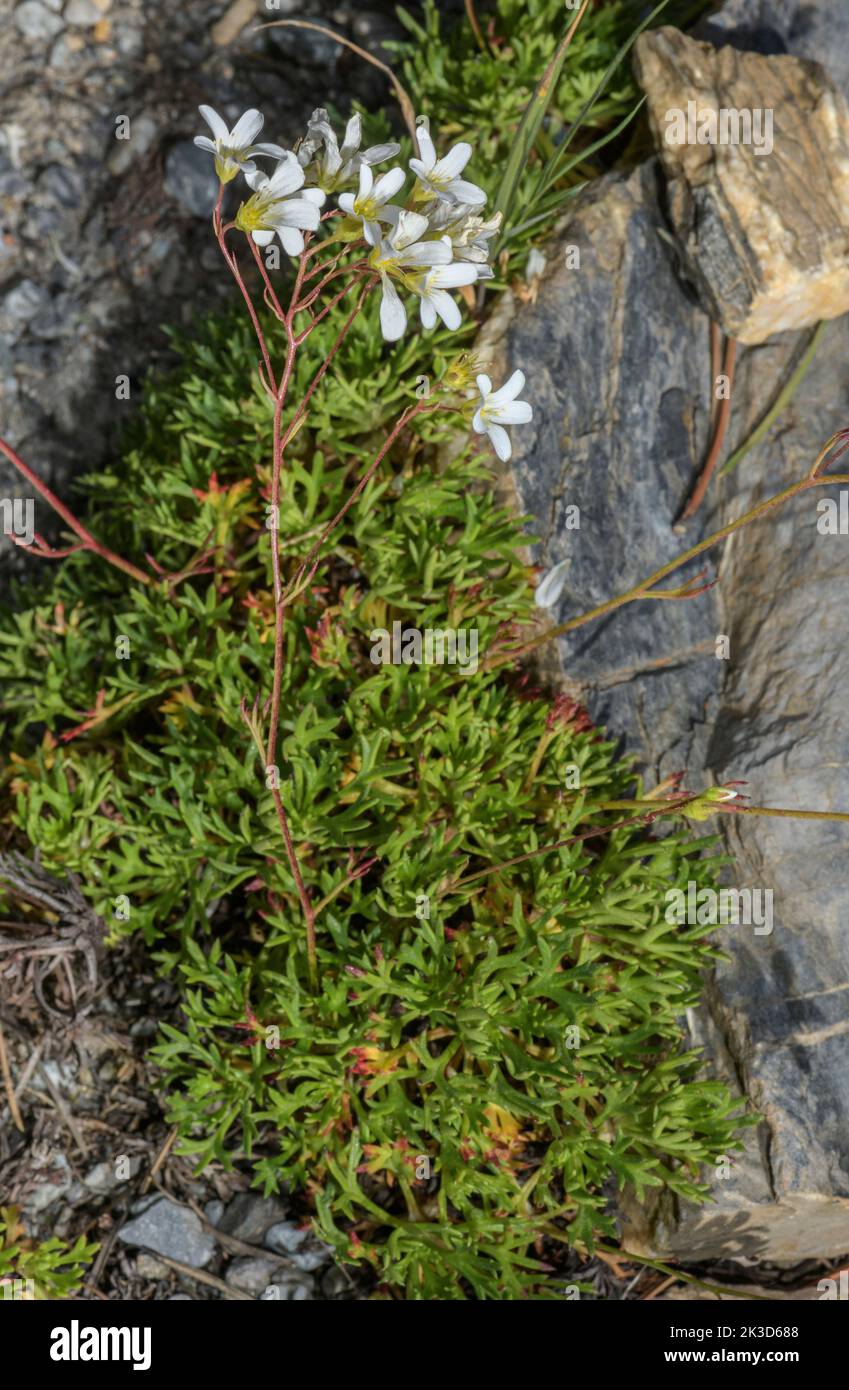 A Saxifraga trifurcata, in flower in the West Pyrenees. Stock Photo
