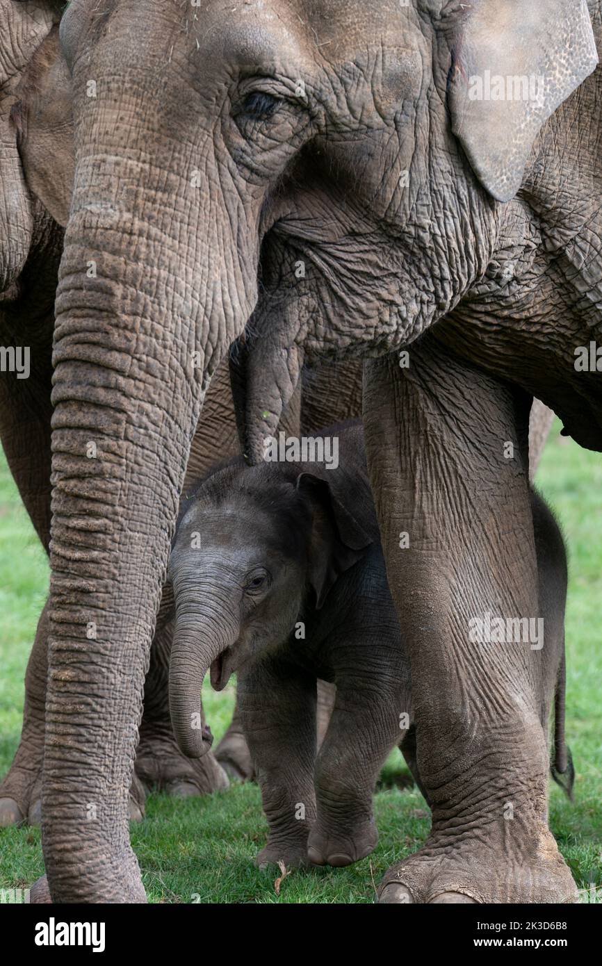 Baby Asian elephant Nang Phaya with mother Donna in her enclosure at ZSL Whipsnade Zoo. The new arrival has been named the Thai word for 'Queen' at the UK's largest zoo, in honour of its patron, Queen Elizabeth II, who once met the calf's mum. The female elephant calf was born at the attraction on Monday August 22, to mum Donna, who the Queen met when she opened the Zoo's Centre for Elephant Care in 2017. Picture date: Monday September 26, 2022. Stock Photo