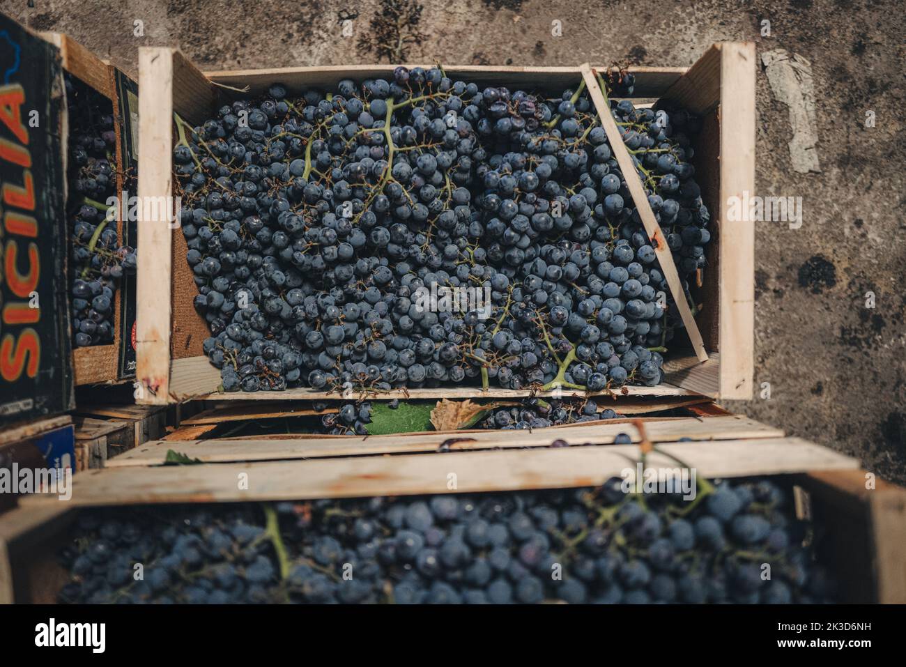 Italy, Abruzzo September 2022 local family making of red wine from