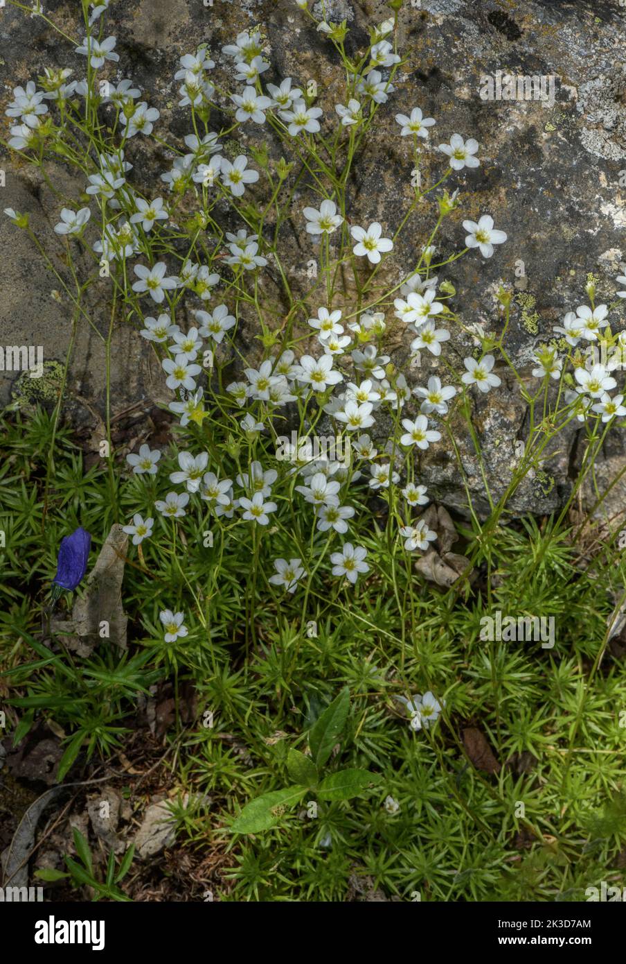 Slender Saxifrage, Saxifraga tenella in flower in the Julian Alps. Stock Photo