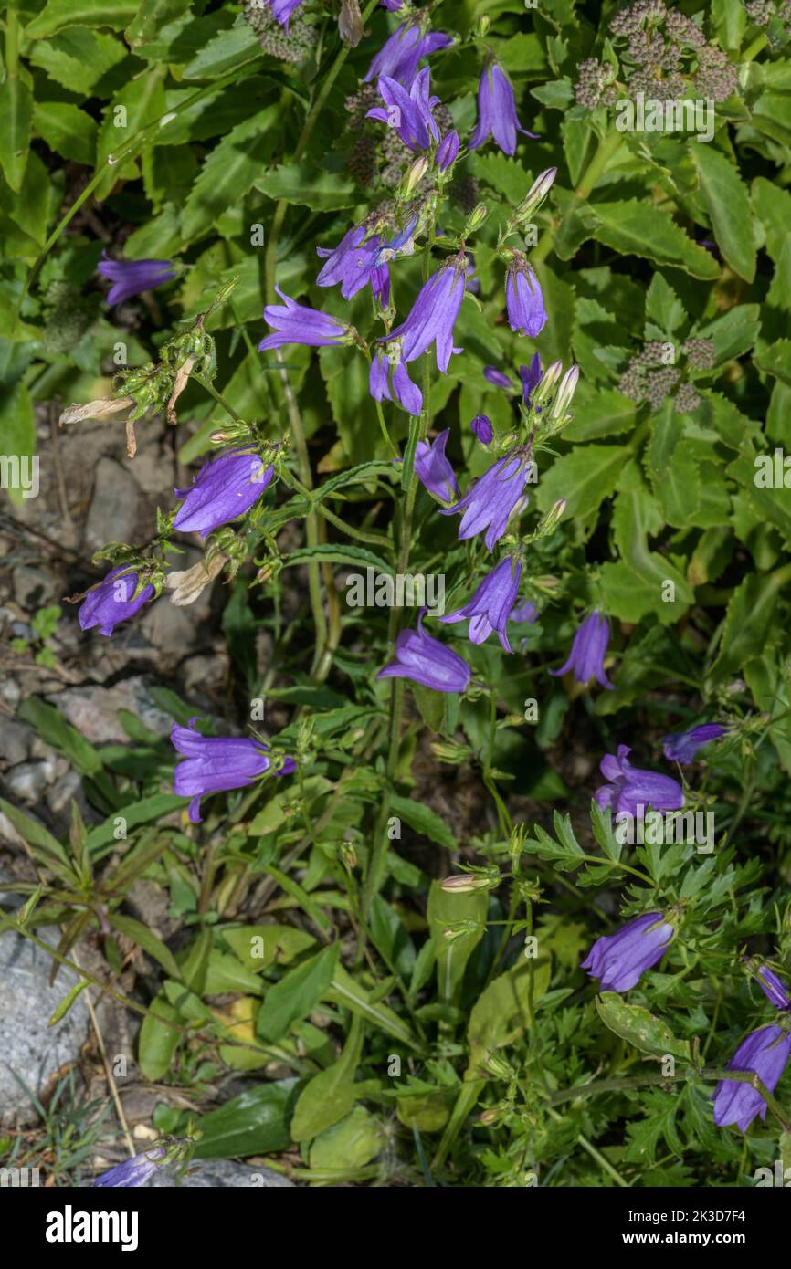 Siberian Bellflower, Campanula sibirica, eastern Alps. Stock Photo