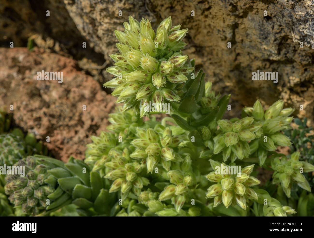 A houseleek, rolling hen-and-chicks, Sempervivum globiferum subsp. hirtum, in flower in the Italian Alps. Stock Photo