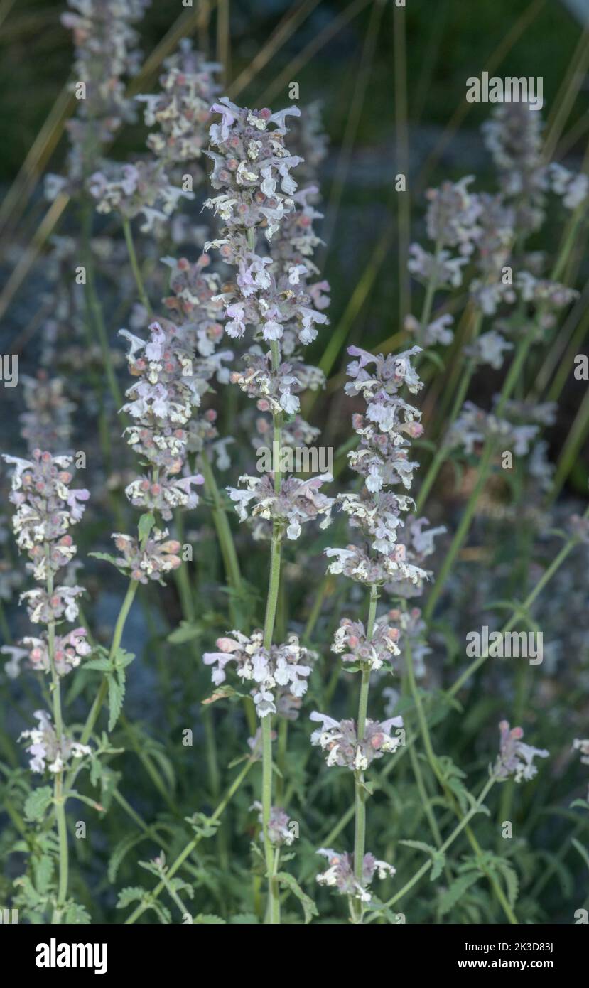 Lesser cat-mint, Nepeta nepetella in flower in the French Alps. Stock Photo