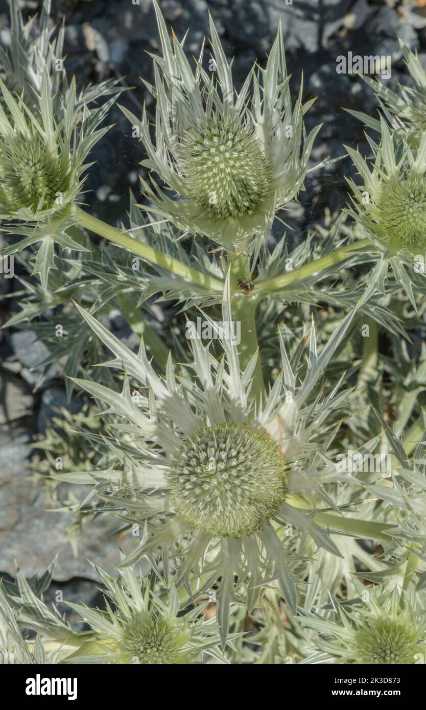 Silver Eryngo, Eryngium spinalbum, in flower in the Maritime Alps. Stock Photo
