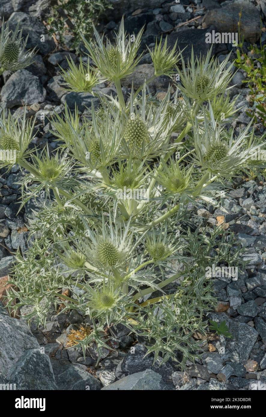 Silver Eryngo, Eryngium spinalbum, in flower in the Maritime Alps. Stock Photo