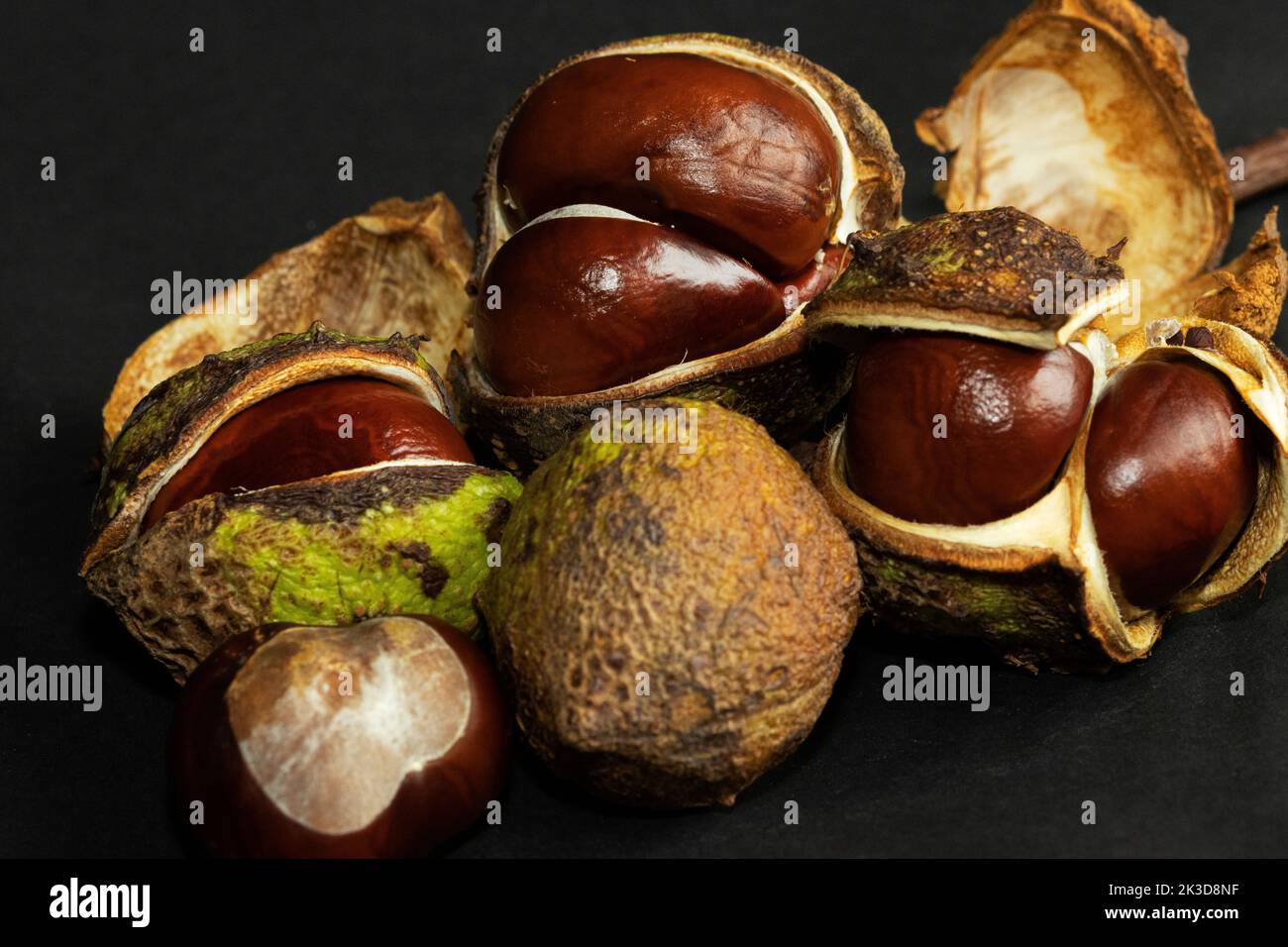 The dropping of their seed capsules by the Horsechestnut is a sign of autumn approaching. Countless generations of children have collected the Conkers Stock Photo