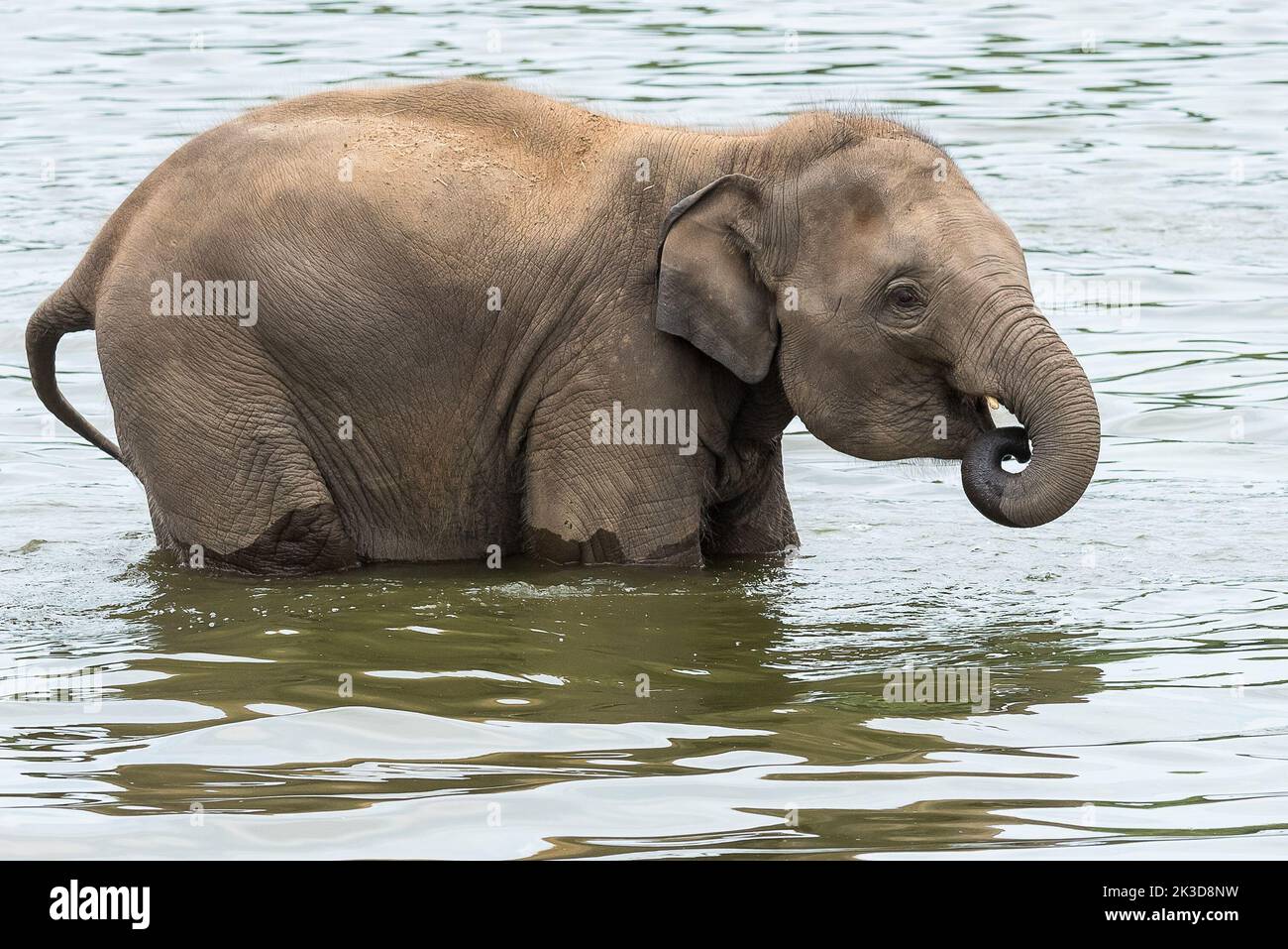 Elephant in water Stock Photo