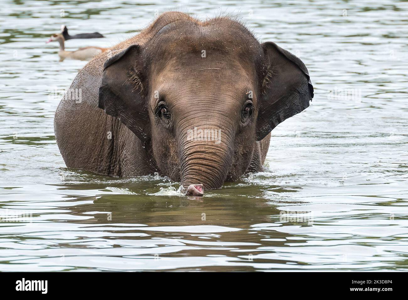 Elephant in water Stock Photo
