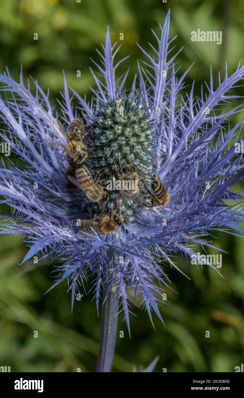 Queen of the Alps, Eryngium alpinum, covered with visiting nectaring Honey-bees, French Alps. Stock Photo