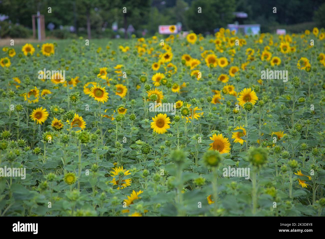 A beautiful field of bright yellow sunflowers - great for a wallpaper ...
