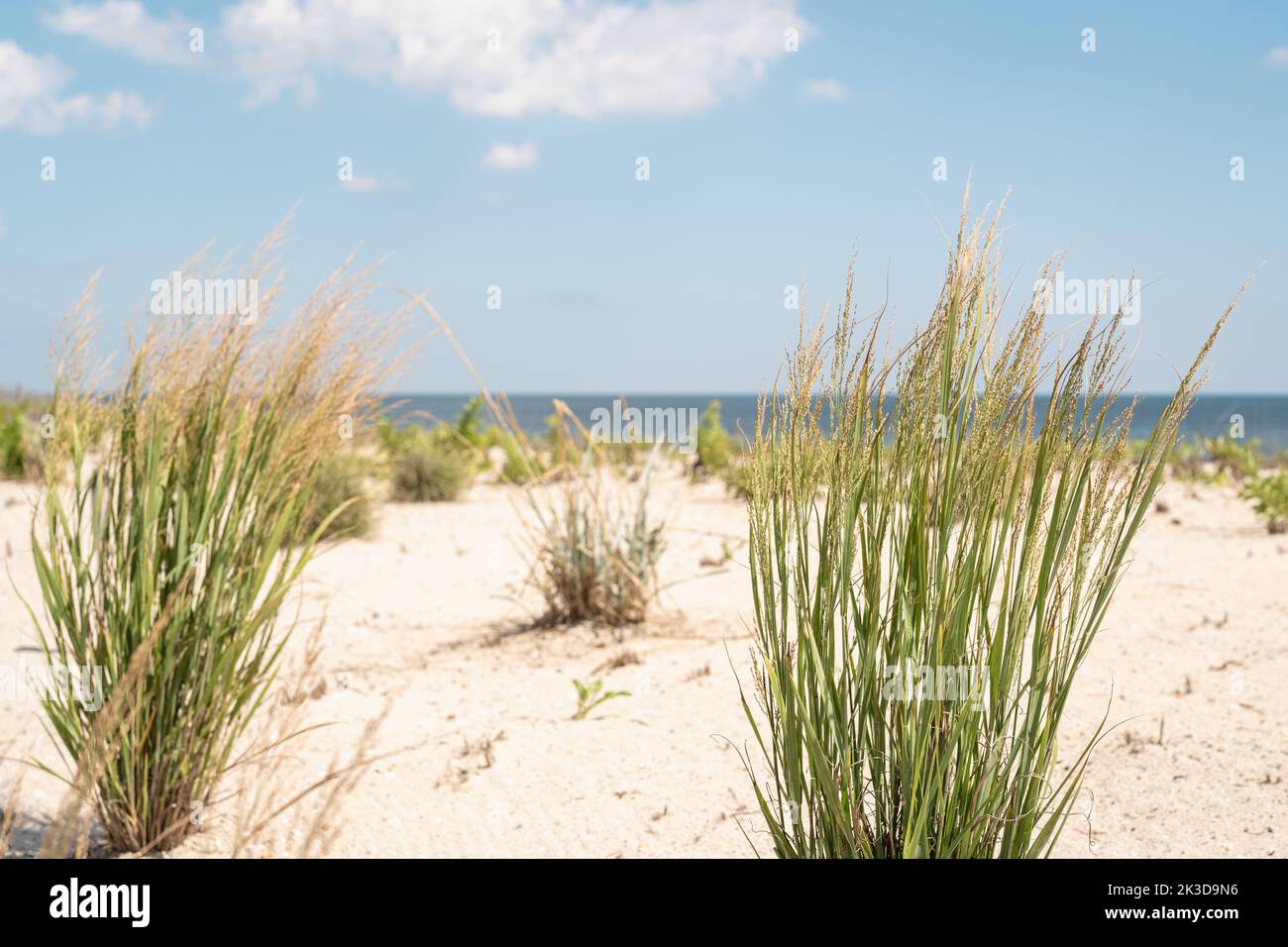 Sand Dunes with Plants on the Beach in new Jersey. Stock Photo