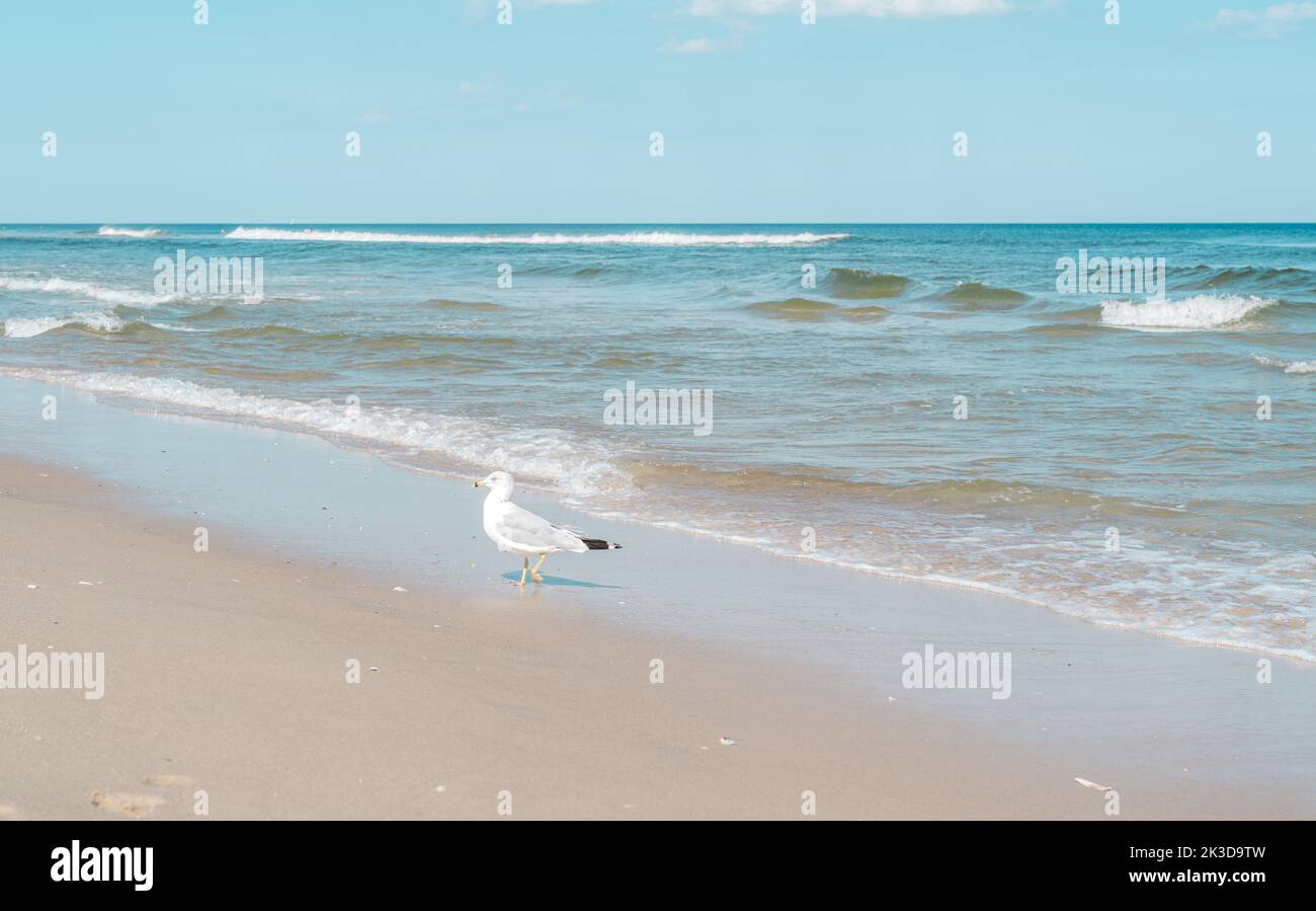 A Seagull Walking on the Beach in New Jersey. Stock Photo