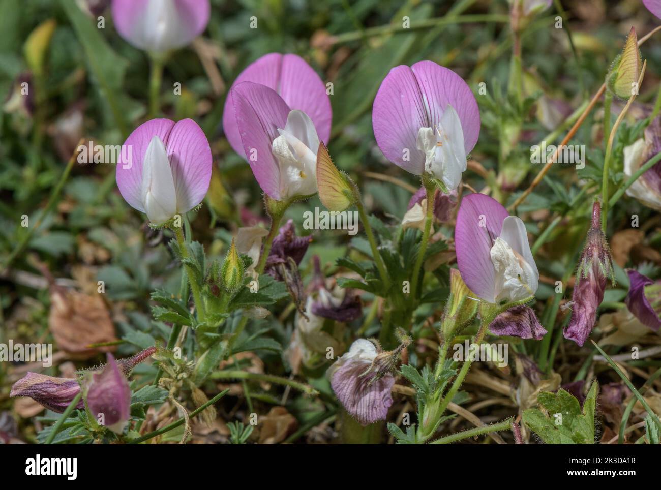 Mont Cenis Restharrow, Ononis cristata, in flower, French Alps. Stock Photo