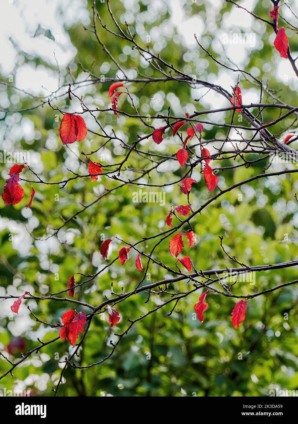 The last few leaves on a cherry tree, bright autumnal red and translucent in the sunlight, against a defocused background of another tree’s greenery. Stock Photo