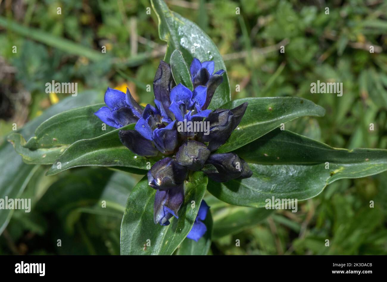 Cross gentian, Gentiana cruciata in flower in mountain meadow, French Alps. Stock Photo