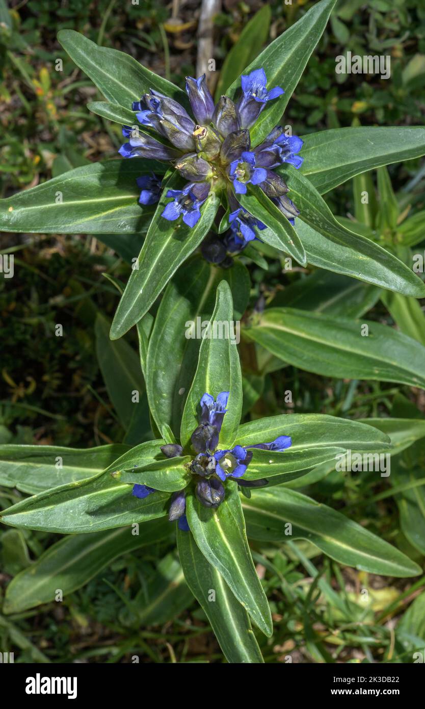 Cross gentian, Gentiana cruciata in flower in mountain meadow, French Alps. Stock Photo
