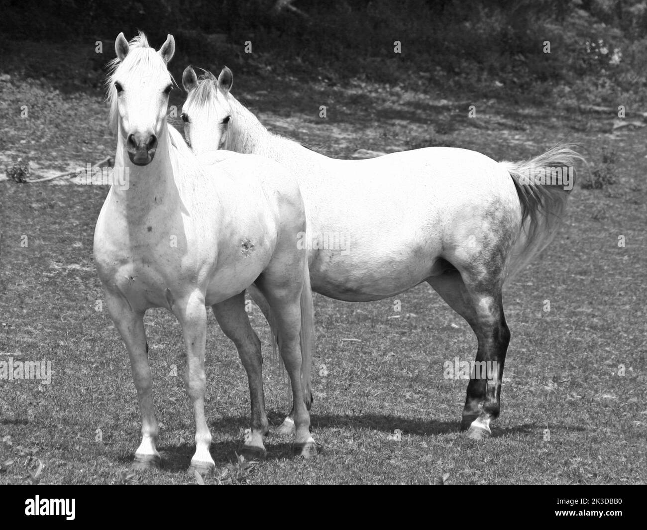 Fast arabian horse Black and White Stock Photos & Images - Alamy