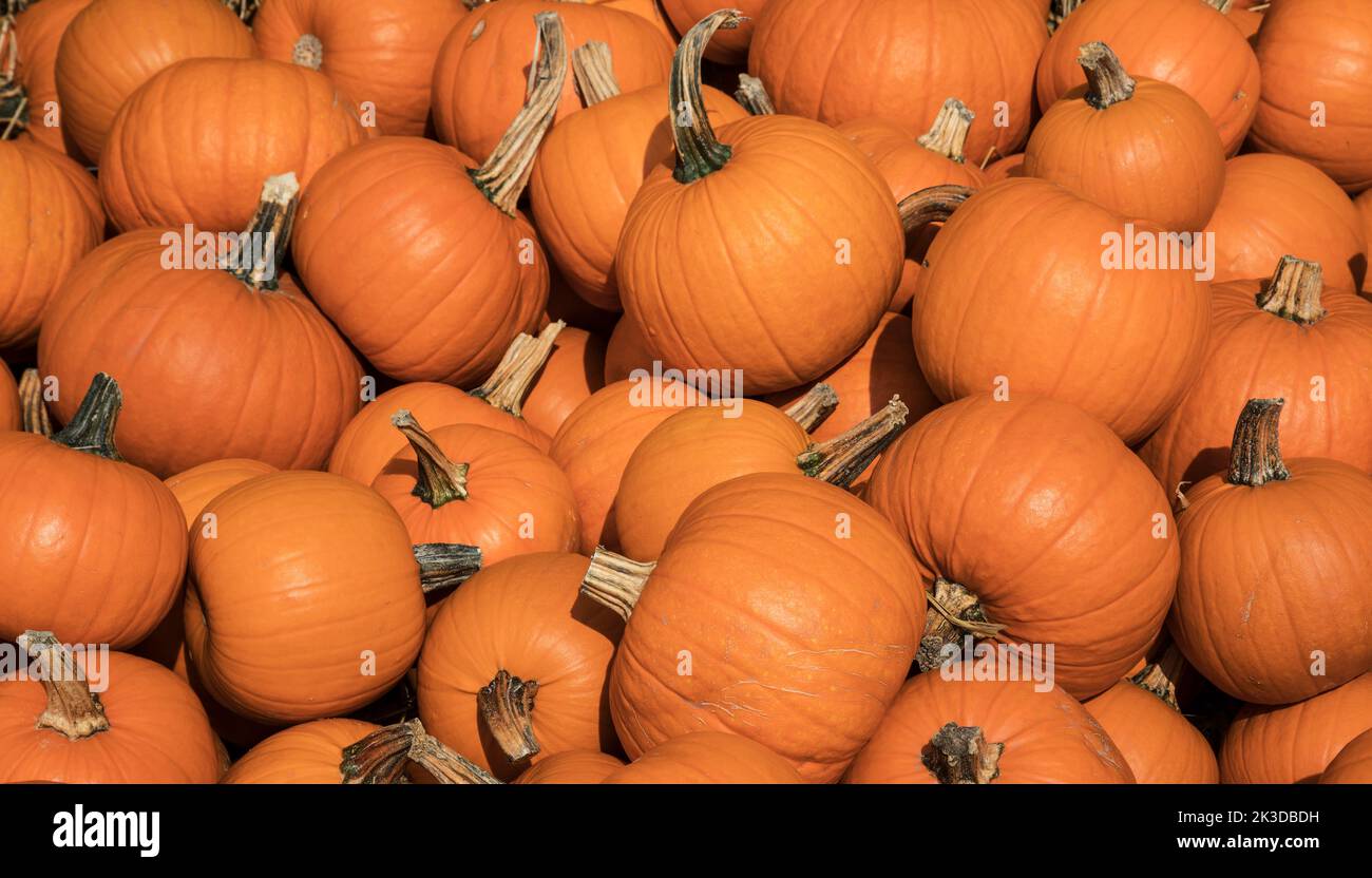 Pile of orange pumpkins during harvest time in fall Stock Photo