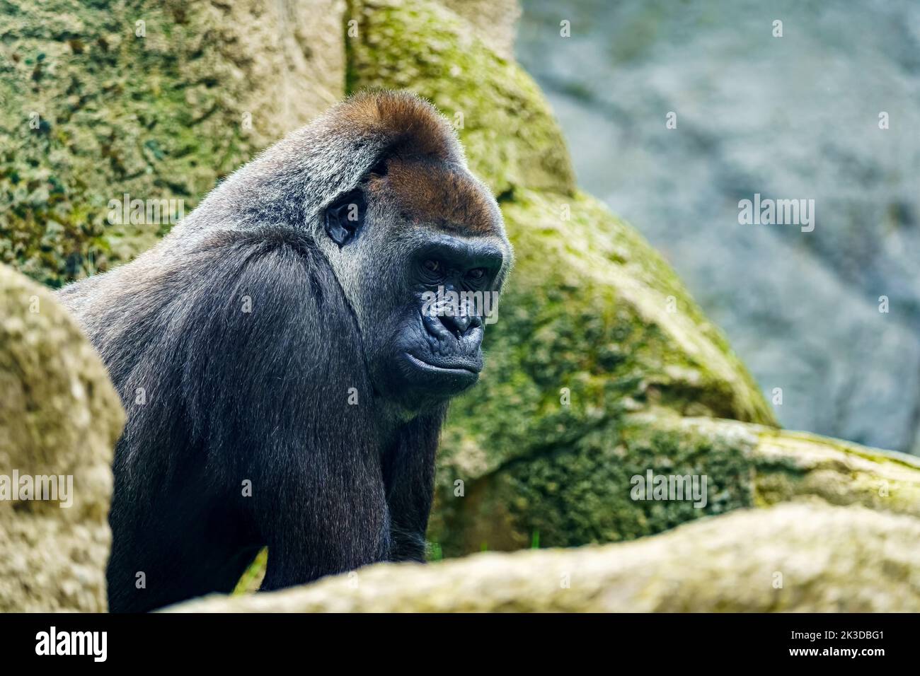 Mountain Gorilla Habitat Loss