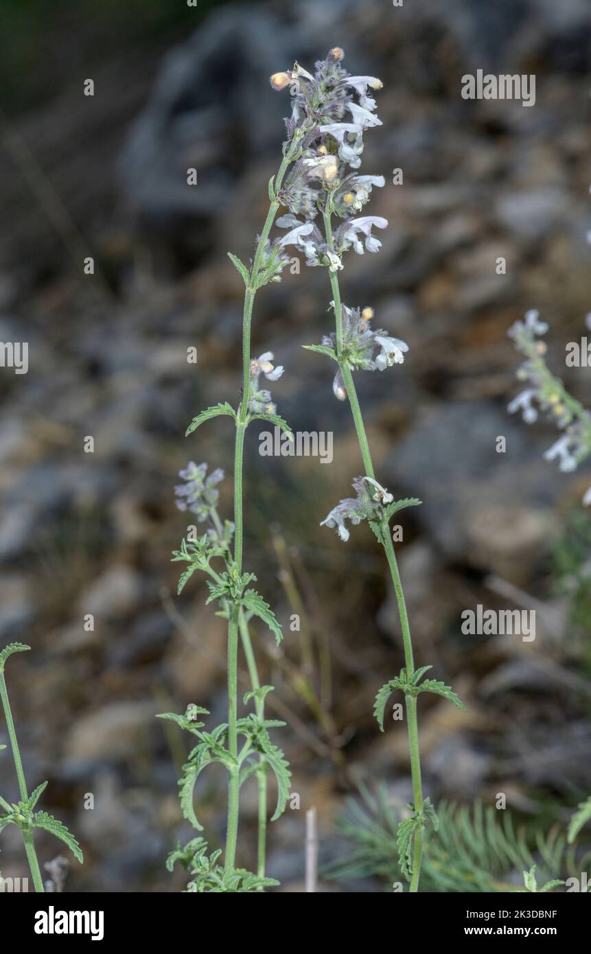 Lesser cat-mint, Nepeta nepetella in flower in the French Alps. Stock Photo