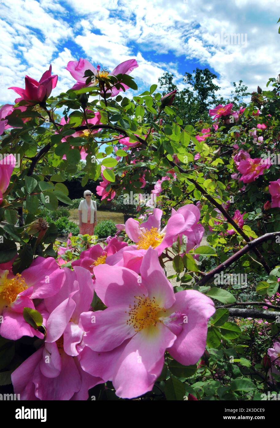 English roses bloom in the June sunshine at the gardens at the National Trust's Mottisfont Abbey, near Romsey, Hampshire where visitors to the renowned rose gardens enjoyed the warm weather. Pic Mike Walker, Mike Walker Pictures,2015 Stock Photo