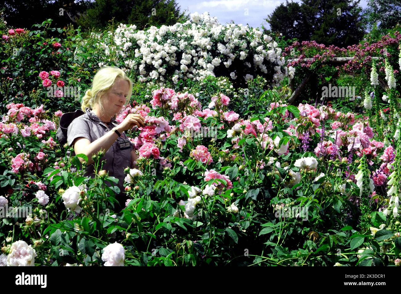 Its been a good year for the roses. The walled rose garden at the National Trust's Mottisfont Abbey near Romsey, |Hampshireis a blaze of colour during a bumper season ffor rose growers.. National Trust gardener Victoria Estcourt tends the blooms visited by hundreds of garden lovers making the most of the June sunshine. Pic Mike Walker, Mike Walker Pictures,2015 Stock Photo