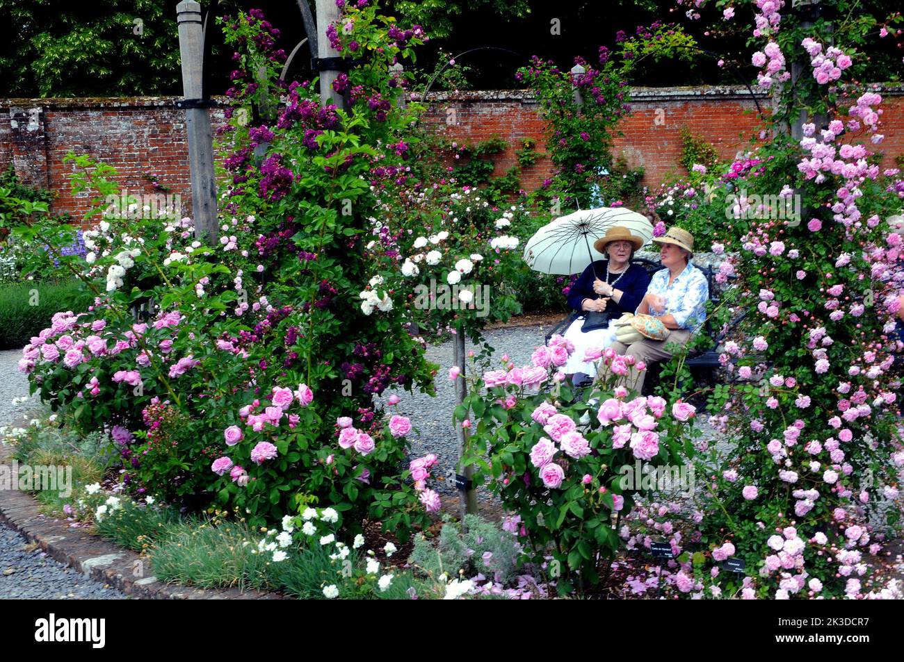 Its been a good year for the roses. The walled rose garden at the National Trust's Mottisfont Abbey near Romsey, |Hampshireis a blaze of colour during a bumper season ffor rose growers.. Visitors relax in the shade under a parasol in the pagoda.  Pic Mike Walker, Mike Walker Pictures,2015 Stock Photo