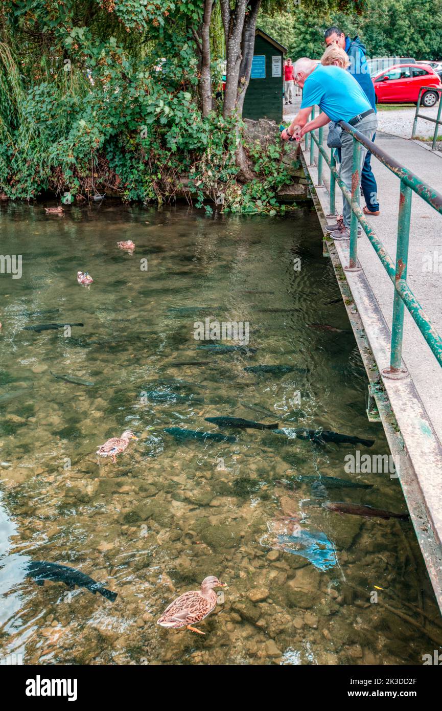 Feeding the fish. Trout in the River Wye at Bakewell, Derbyshire, UK