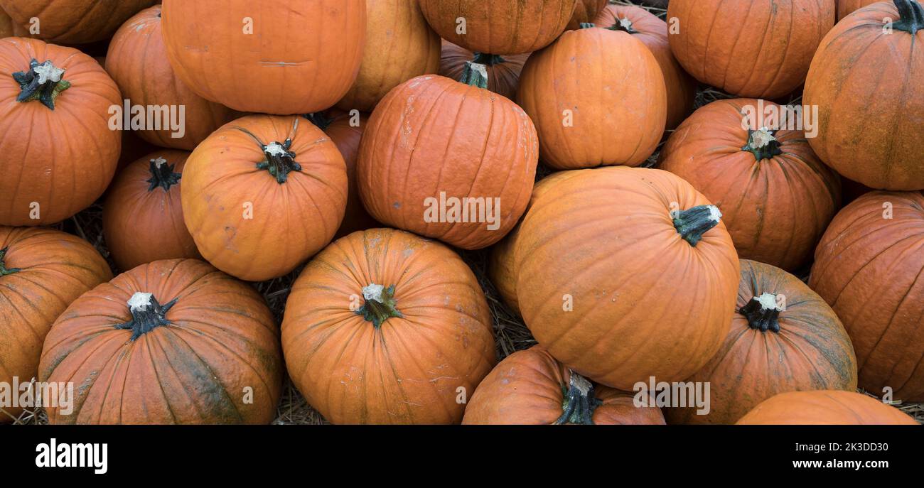 Pile of orange pumpkins during harvest time in fall Stock Photo