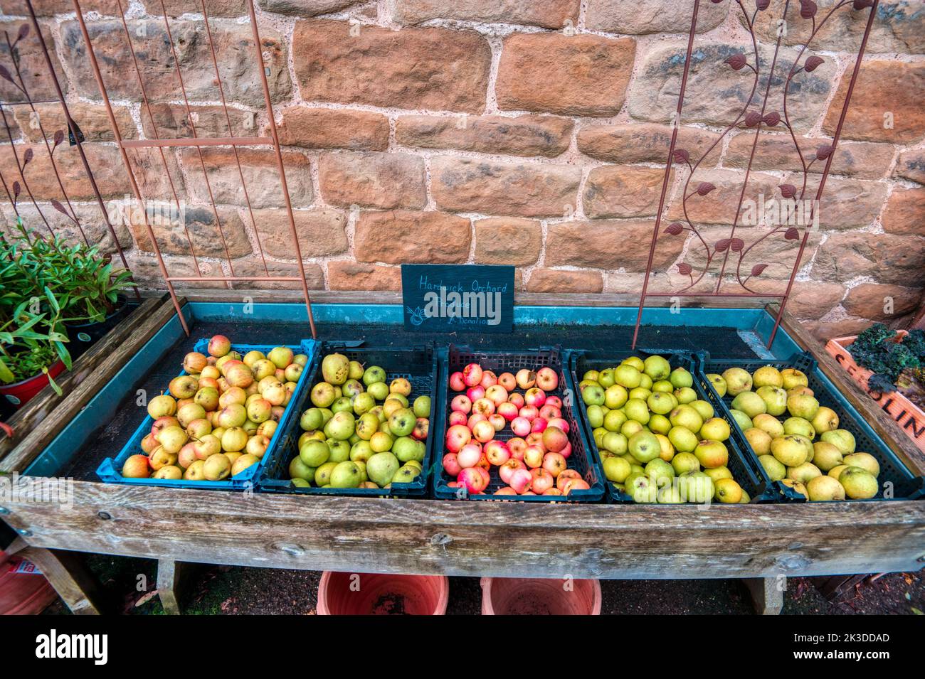 Selection of garden apples, Hardwick Hall, National Trust, Derbyshire, UK Stock Photo