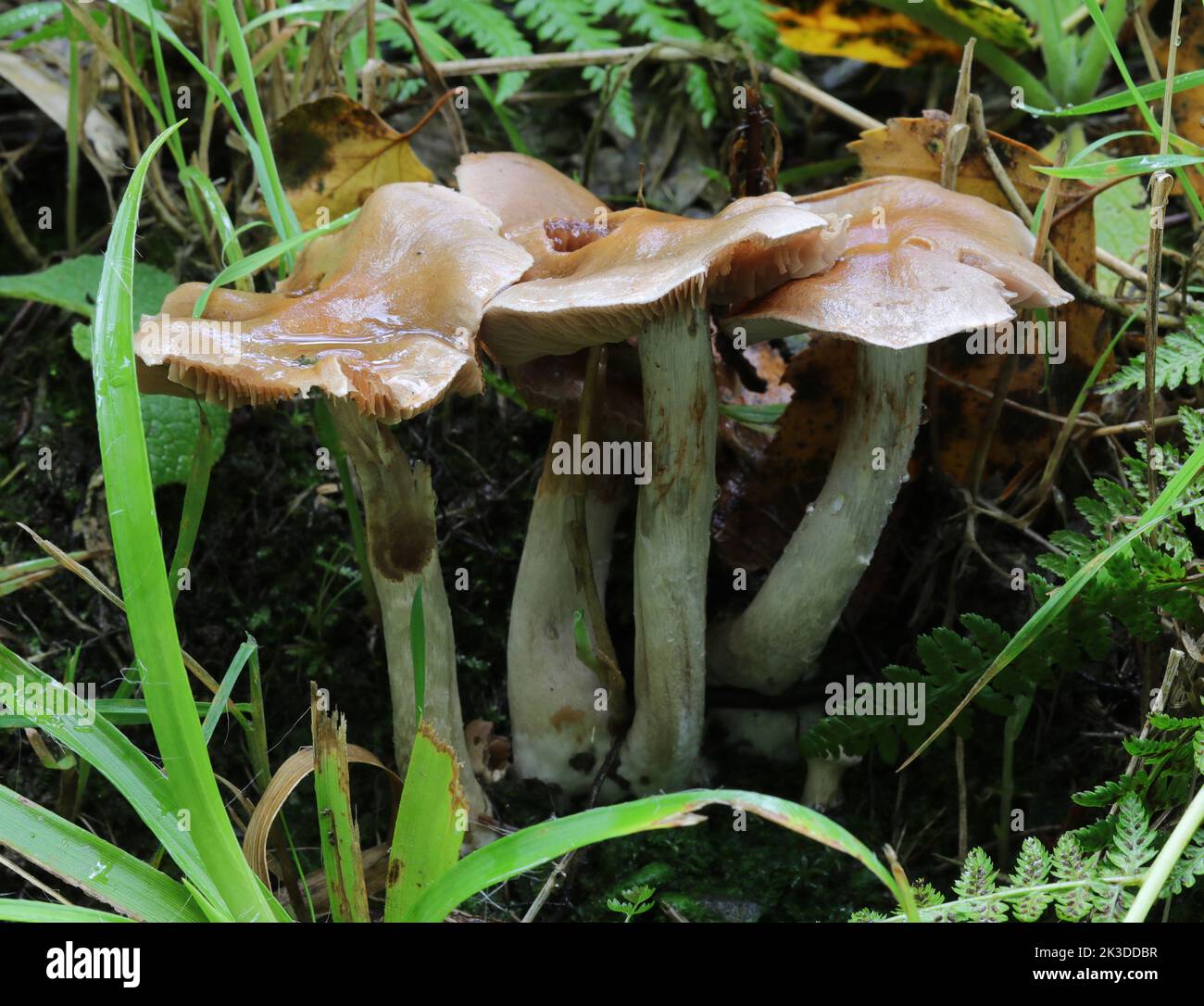 Poison Pie Mushrooms - Hebeloma Crustuliniforme Stock Photo