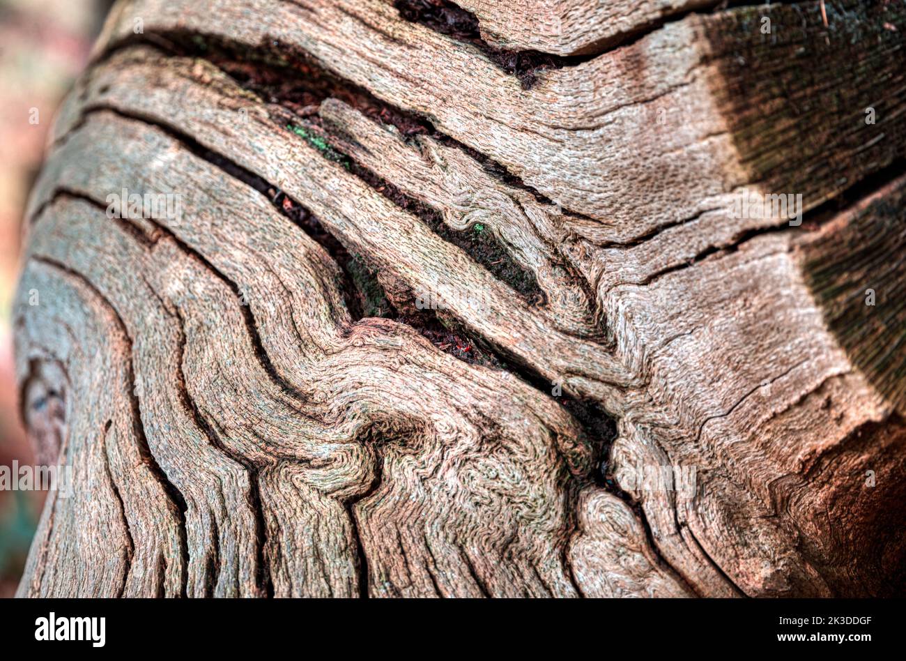 An old log showing seasoned wood grain, Hardwick Hall, National Trust, Derbyshire, UK Stock Photo