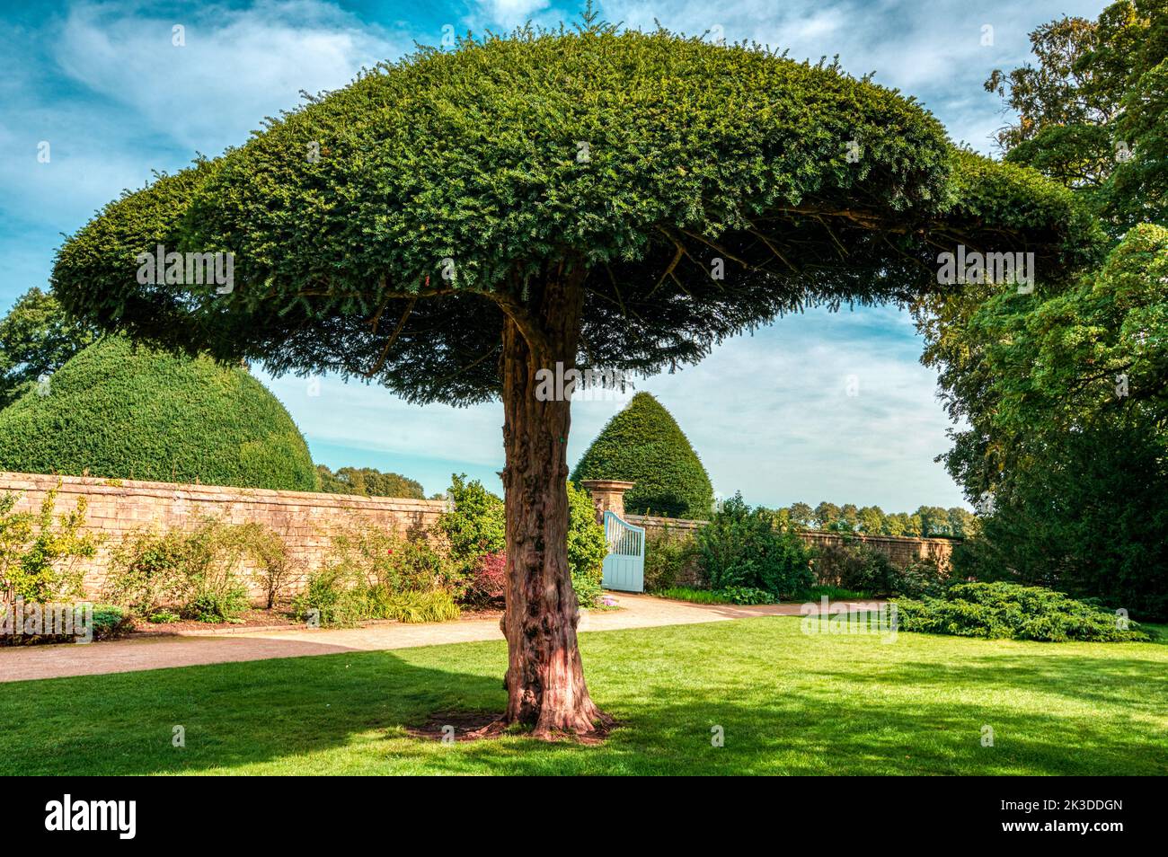 Shapely tree in the gardens at Hardwick Hall, National Trust, Derbyshire, UK Stock Photo