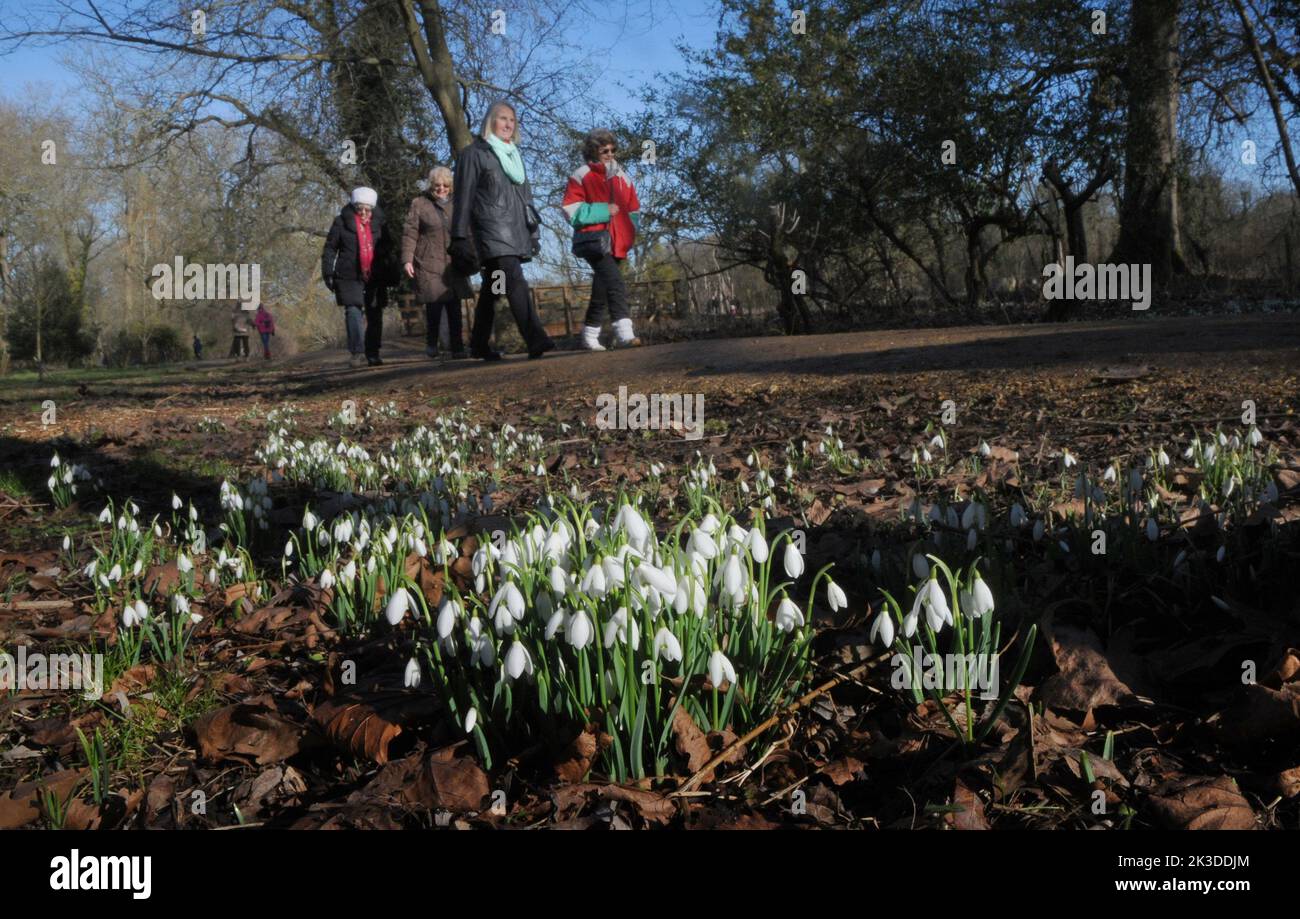 The first flowers of spring.   Snowdrops brighten up a winter,s stroll at  the National Trust's Mottisfont Abbey near Romsey Hants. Pic Mike Walker,2015 Mike Walker Pictures Stock Photo